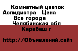 Комнатный цветок Аспидистра › Цена ­ 150 - Все города  »    . Челябинская обл.,Карабаш г.